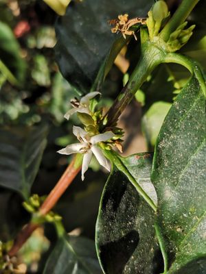 Coffea arabica 꽃