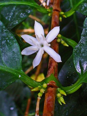 아라비카종의 꽃