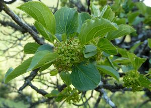 애벌레의 먹이 식물 중 하나인 서양매자나무.
