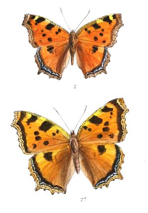 인도의 나비목 삽화