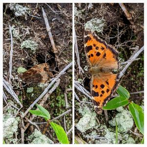 얼룩나비 날개의 윗면과 아랫면 비교(위장술)