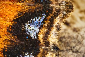 쐐기풀나비의 날개 비늘