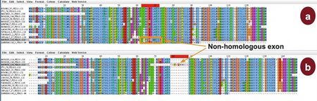 반복적 방법을 통한 비상동 엑손 정렬 (a) 및 계통 인식 방법을 통한 정렬 (b)