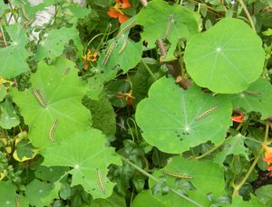 금련화 잎에 있는 큰 흰나비 애벌레