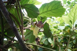 날개를 접었을 때