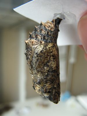 귤빛 가랑잎나비의 번데기