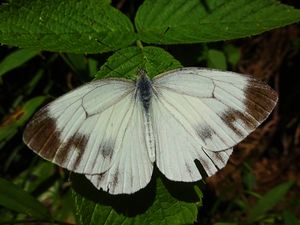 점박이흰나비(Pieris melete), 도쿄