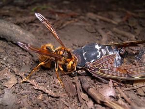 참매미의 사체를 물고 있는 털보말벌(2005년 7월 요코하마). 매미의 복부에는 검정파리도 있다