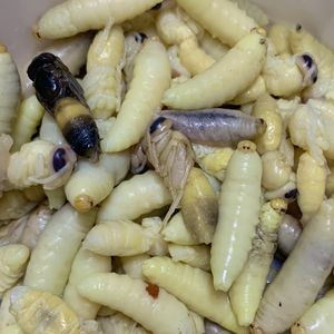 말레이말벌 유충