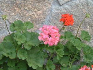 Pelargonium × hortorum (Zonal)