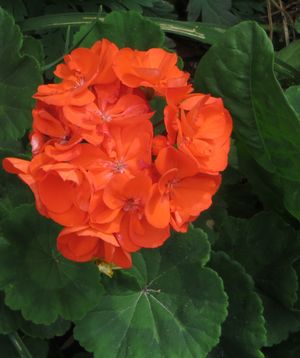 'Rocky Mountain Orange' (Zonal)