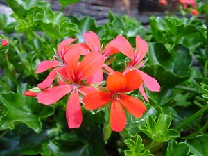 Pelargonium peltatum (아이비 잎)