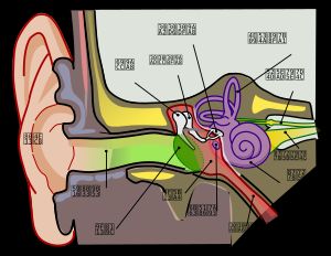 인체의 귀 구조