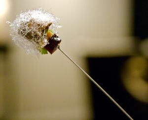 한 입 크기 디저트 주변의 솜사탕