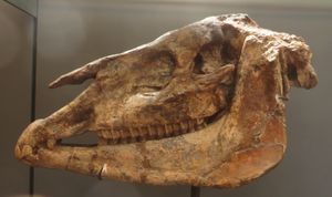 히파리온의 두개골