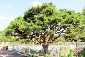 동화역의 명물인 소나무