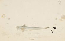 웅어 드로잉.(川原慶賀(Kawahara Keiga)의 1823년과 1829년 사이의 작품)