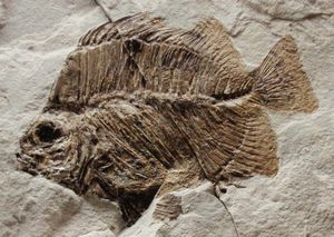 Scatophagus frontalis 화석