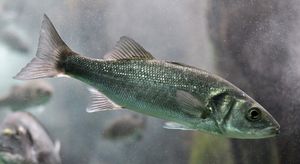 농어(Dicentrarchus labrax)