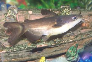 어항 속의 어린 호라바그루스