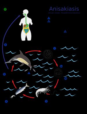 고래회충의 생활사.