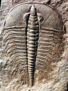 생물층서학, 진화, 멸종을 이해하는 데 사용될 수 있는 삼엽충 화석