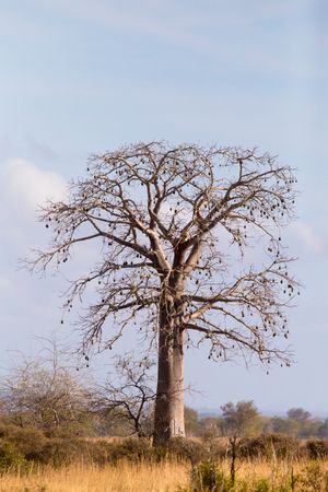 Adansonia digitata(아프리카 바오밥) 나무가 미쿠미 국립공원에서 열매를 매달고 있다.
