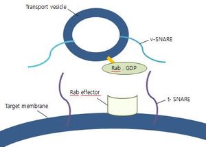 1단계 : vesicle docking
