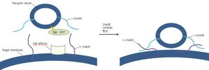 2단계 : SNARE complex 형성