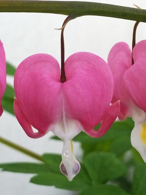 바깥쪽 분홍색 꽃잎의 뒤로 젖혀진 부속물이 보이고, 안쪽의 흰색 물방울 모양이 드러나는 성숙한 단일 꽃