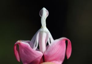 두 개의 분홍색 바깥쪽 꽃잎을 벌리면 두 개의 안쪽 꽃잎이 보인다. 그 모양은 일반적인 이름인 "목욕하는 여인"과 더 품위 있는 "성모 in a boat"의 영감이 되었다.