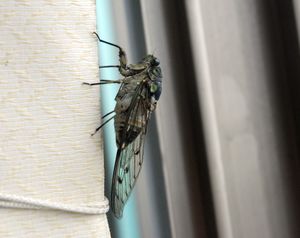 대한민국 서울 도심 지역의 참매미