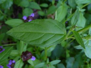 P. vulgaris var lanceolata