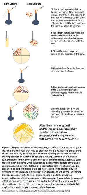 무균 기술을 사용하여 분리된 집락을 얻기 위한 선조접종 절차