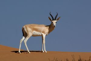 두바이 사막 보호 구역(Dubai Desert Conservation Reserve)에서 모래가젤(Gazella marica)