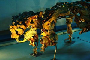 몽골에 있는 cf. Pinacosaurus의 골격에 장착된 사이카니아(Saichania) 두개골 캐스트