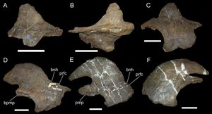 윗줄은 어린 개체의 코뼈, 아랫줄은 나이든 개체의 코뼈