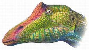 머리 복원도, "코 돌기" 표시