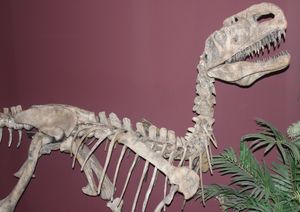 조립된 골격。 엉덩이 관절 위에 후드형 antitrochanter 가 보인다.