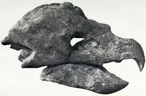 두개골 오른쪽 옆면, 부리가 눈에 띄게 갈고리 모양임