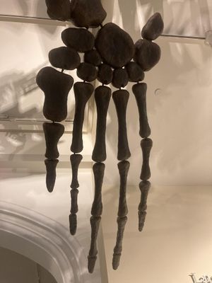 아르켈론의 앞지느러미