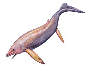 S. pacificus의 복원도