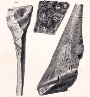 힐라에오사우루스의 피부 가시