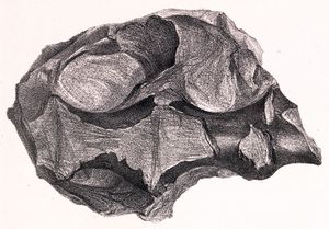 참조된 천추 척추