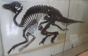 Procheneosaurus praeceps(AMNH 5340)의 모식 표본, 미국 자연사 박물관