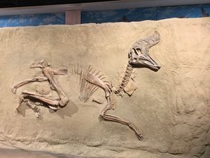 L. magnicristatus, 로열 티렐 고생물학 박물관. 원본 두개골, 주조 골격.