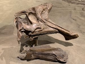 "Lambeosaurus clavinitialis" 두개골 (원본, 복제품 아님). 로열 티렐 고생물학 박물관 소장. 