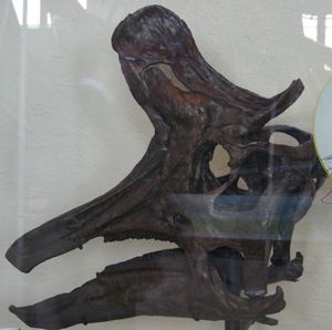 성체의 두개골, AMNH