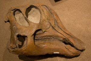 작은 볏을 가진 어린 개체의 두개골