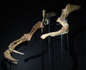 코스모카이샤 바르셀로나(CosmoCaixa Barcelona)에 있는 표본 MPC-D 100/15의 팔, 발톱 100/16 및 100/17 포함